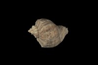 藏品(紅皺岩螺)的圖片